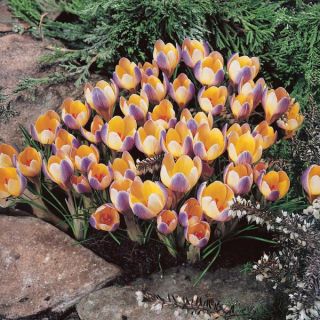 Advance Snow Crocus Thumbnail